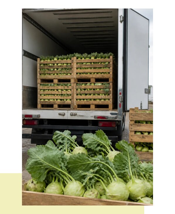 Перевозка кольраби в Мытищи с гарантией сохранности груза